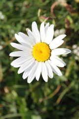 Obraz premium Fleurs
