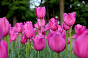 Фиолетовые тюльпаны