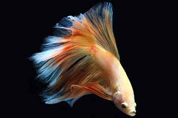 Yellow fighting fish