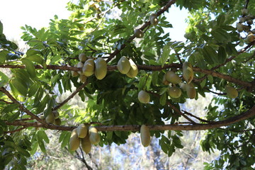 Moreton Bay Chestnuts - Black Bean native to rainforest