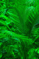 background of a palm tree