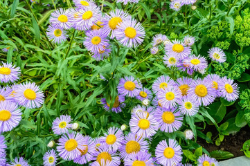 Violet daisy flowers close up