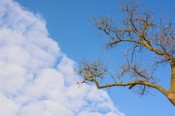 Dry tree branches against blue sky