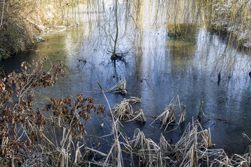Frozen pond and dry sticks