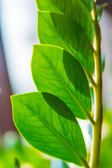 Fototapeta na wymiar Close up green leaves of the indoors plant