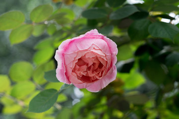 pink back-light Chinese rose on green background