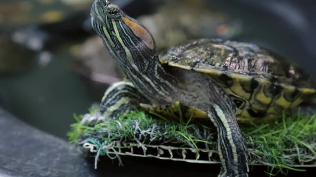 Red-eared slider in closeup