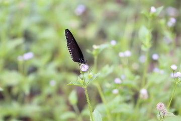 Butterflies live in gardens, beautifully patterned wings.