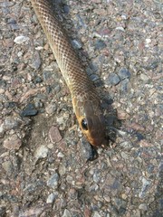 Obraz premium Thai Rat snake , Snake dead on road, The fate of wild animals when the road comes to