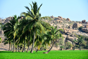 Fototapeta premium India Hampi
