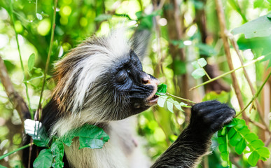 funny little african monkey eating green plant on a tree