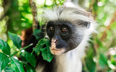 funny little african monkey on green tree