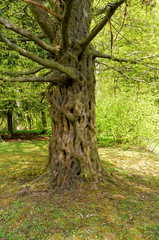Fototapeta premium Holes in the tree with branches
