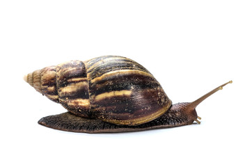 Snail on white background