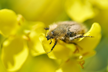 Insect eating canola flower