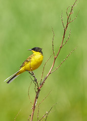 Black headed western yellow wagtail