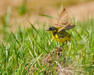 Yellow wagtail after bath