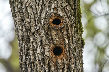 Fototapeta premium Woodpecker nests in an oak
