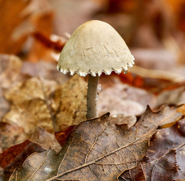 White dapperling closeup