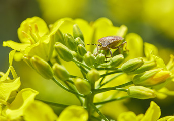 Bug feeding on nectar