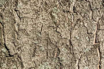 Old bark macro