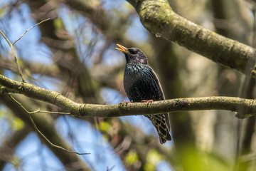 the dark tenor - a star(ling) is born