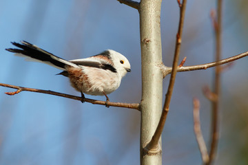 Long-tailed Tit sitting on the branch (Aegithalos caudatus)
