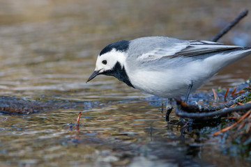 White Wagtail eating worm near the brook (Motacilla alba)