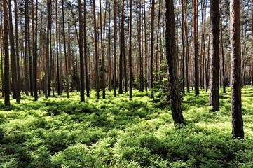 Small plants below the pine trees