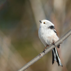 Long-tailed Tit sitting on the branch (Aegithalos caudatus)