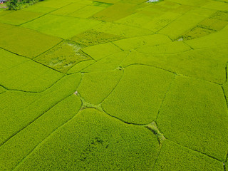 Rice fields Vietnam