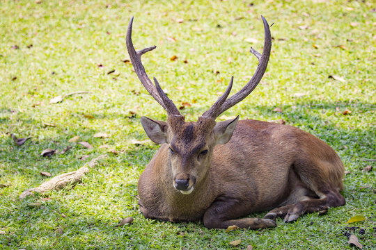 Image of a deer on nature background. wild animals.