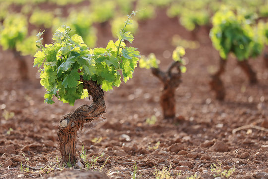Vi&ntilde;edo