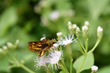 Brown butterfly with yellow stripes,Fiery skipper  seeking nectar on white flower  in field with natural green background, Detached Dart,Potanthus trachala tytleri
