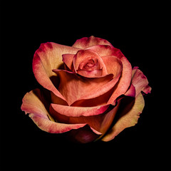Plakaty  Dzieła sztuki martwa natura kwiatowy makro kwiat portret jednego na białym tle pomarańczowy i czerwony kwitnący kwiat róży w stylu vintage martwa natura malarstwo na czarnym tle