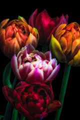 Obrazy na Szkle  surrealistyczny/fantastyczny realizm vintage świecące makro bukiet tulipanów na czarnym tle, kolorowy kwitnący kwintet w stylu martwej sztuki
