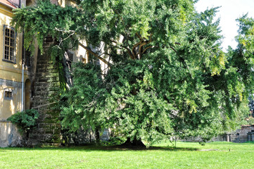 Tree with dense branches near the building