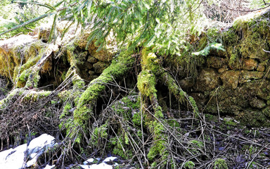 Green algae formed in the roots