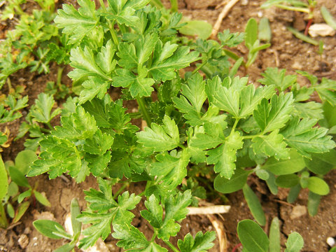 Parsley plant grown in organic natural environment, village parsley, pictures of parsley on the field
