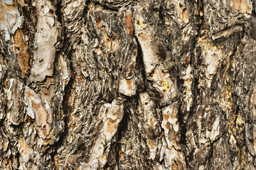 Old wood bark texture or background. Pine tree.