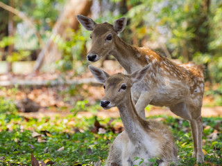 Image of a deer on nature background. wild animals.