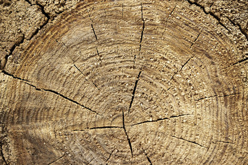 Closeup of warm flat wood texture. Annual rings of tree stump.