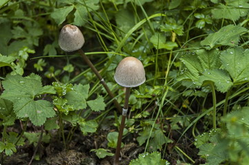 View of glade, grass and two inedible little mushroom or Galerina pumila in Rila mountain, Bulgaria 