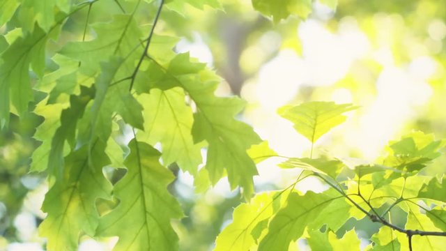 fresh young oak leaves in early summer, prores footage