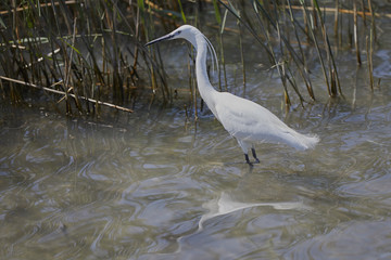 White heron - garzetta (Egretta garzetta):