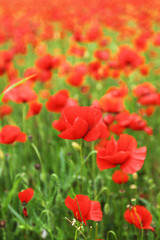Field of poppies