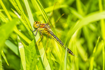Dragonfly photographed in their natural environment