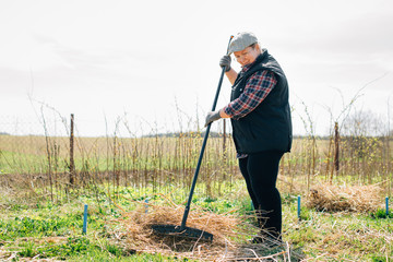 Mature woman raking garden. Senior woman with rake spring cleaning