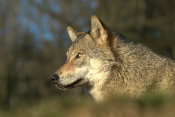 Wolf beobachtet seine Beute