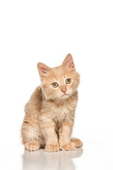 The cat on white background
